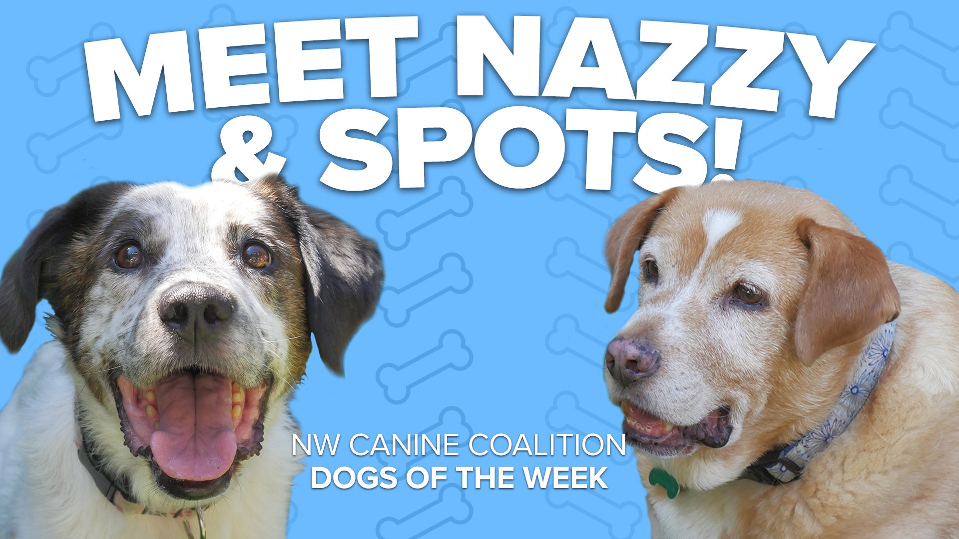 Nazzy and Spots are a father and son team of Australian cattle dogs who were abandoned by their previous owners. They are a bonded pair that must be adopted together