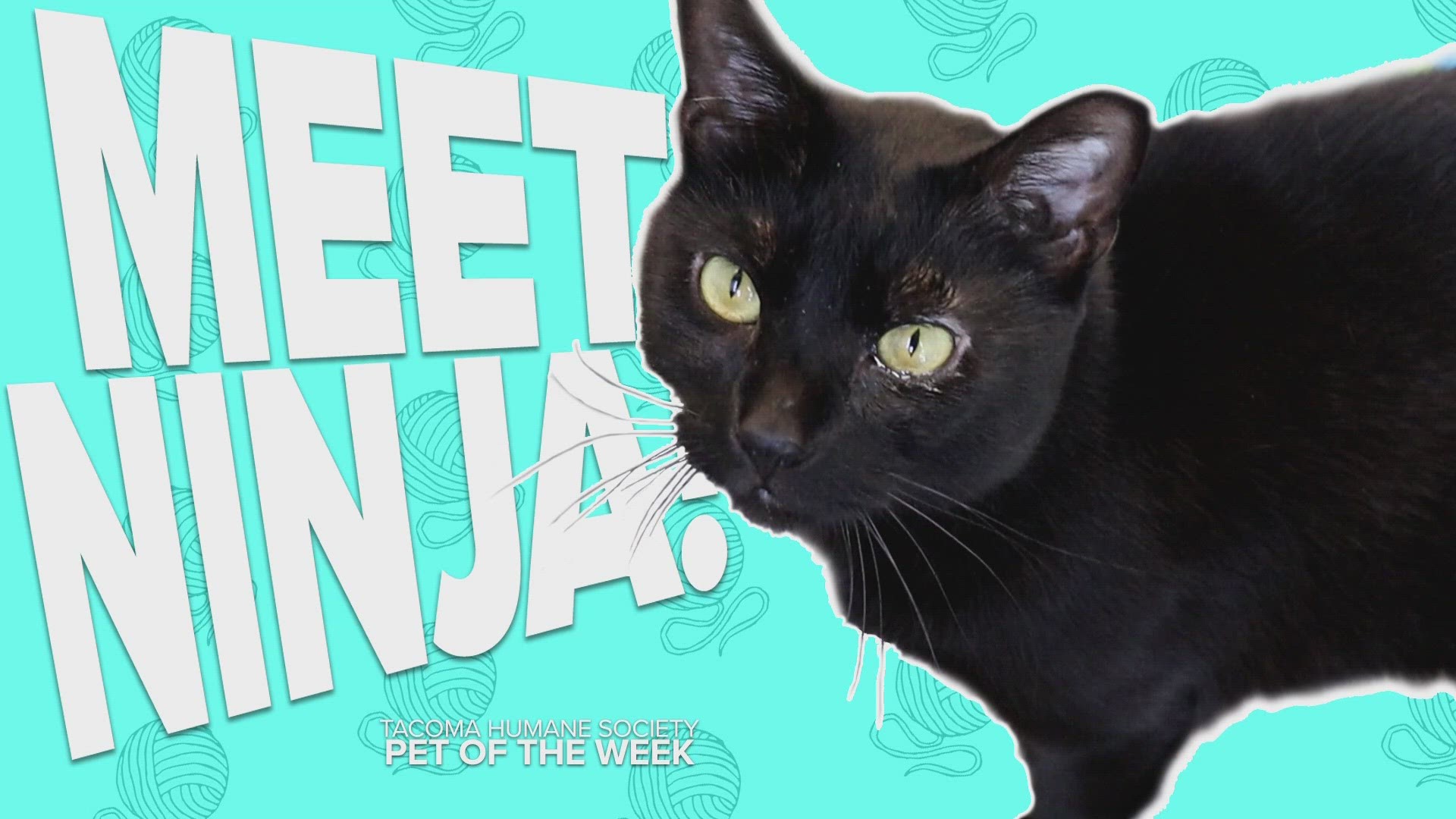 This week's featured adoptable pet is 4-year-old Ninja!
