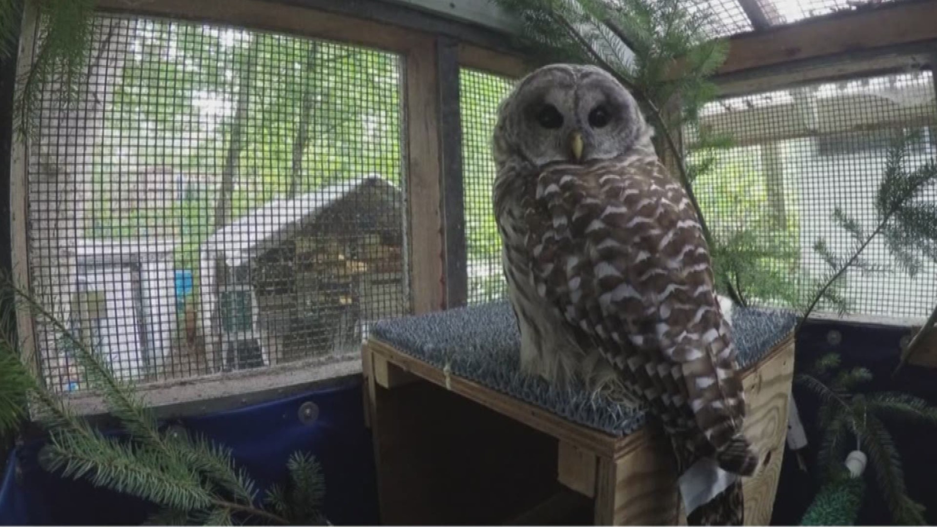 Owl rescued from UW campus is expected to make a full recovery.