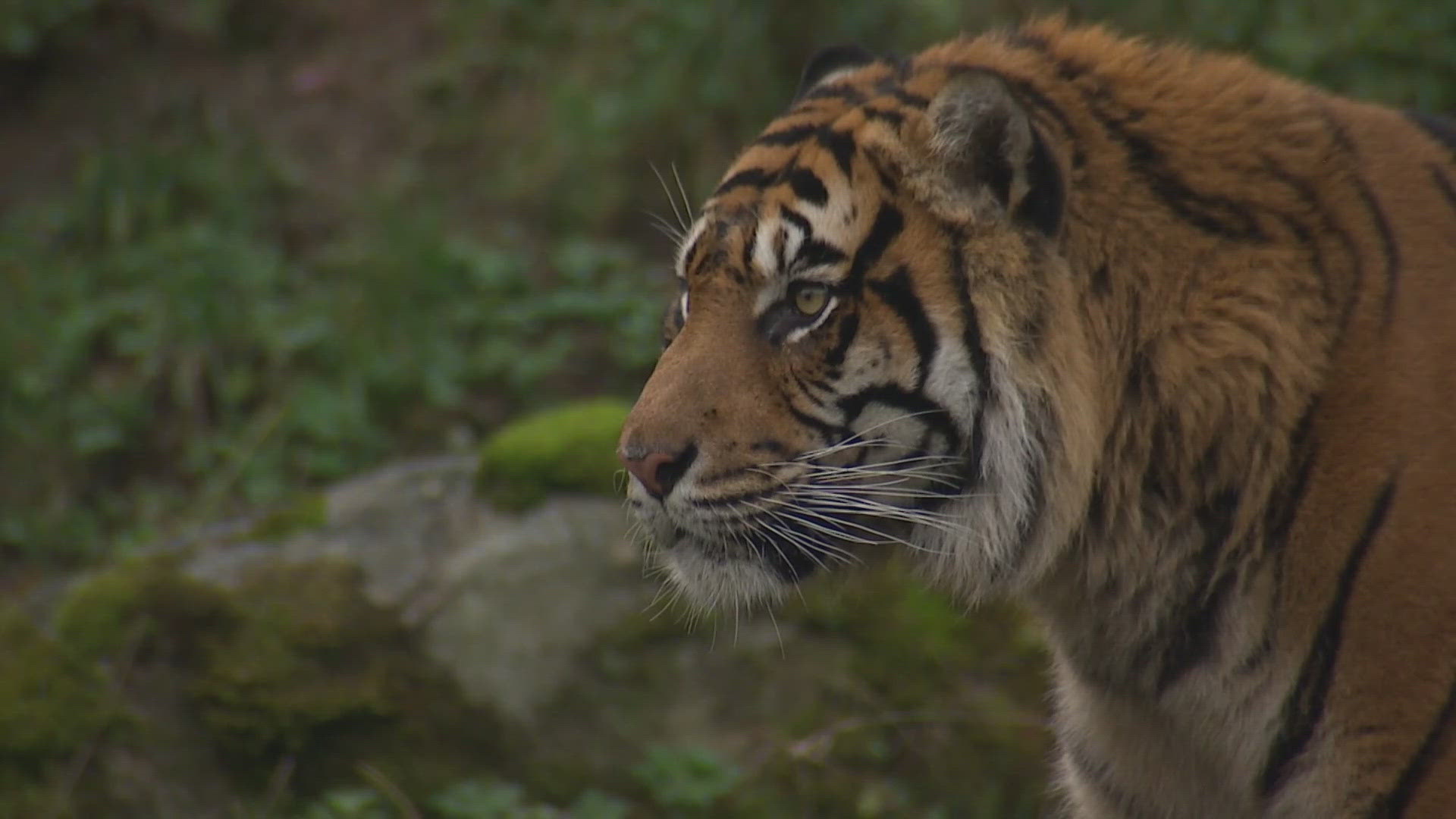 Sanjiv, a 13-year-old male Sumatran tiger, made his debut at the zoo in January 2023.