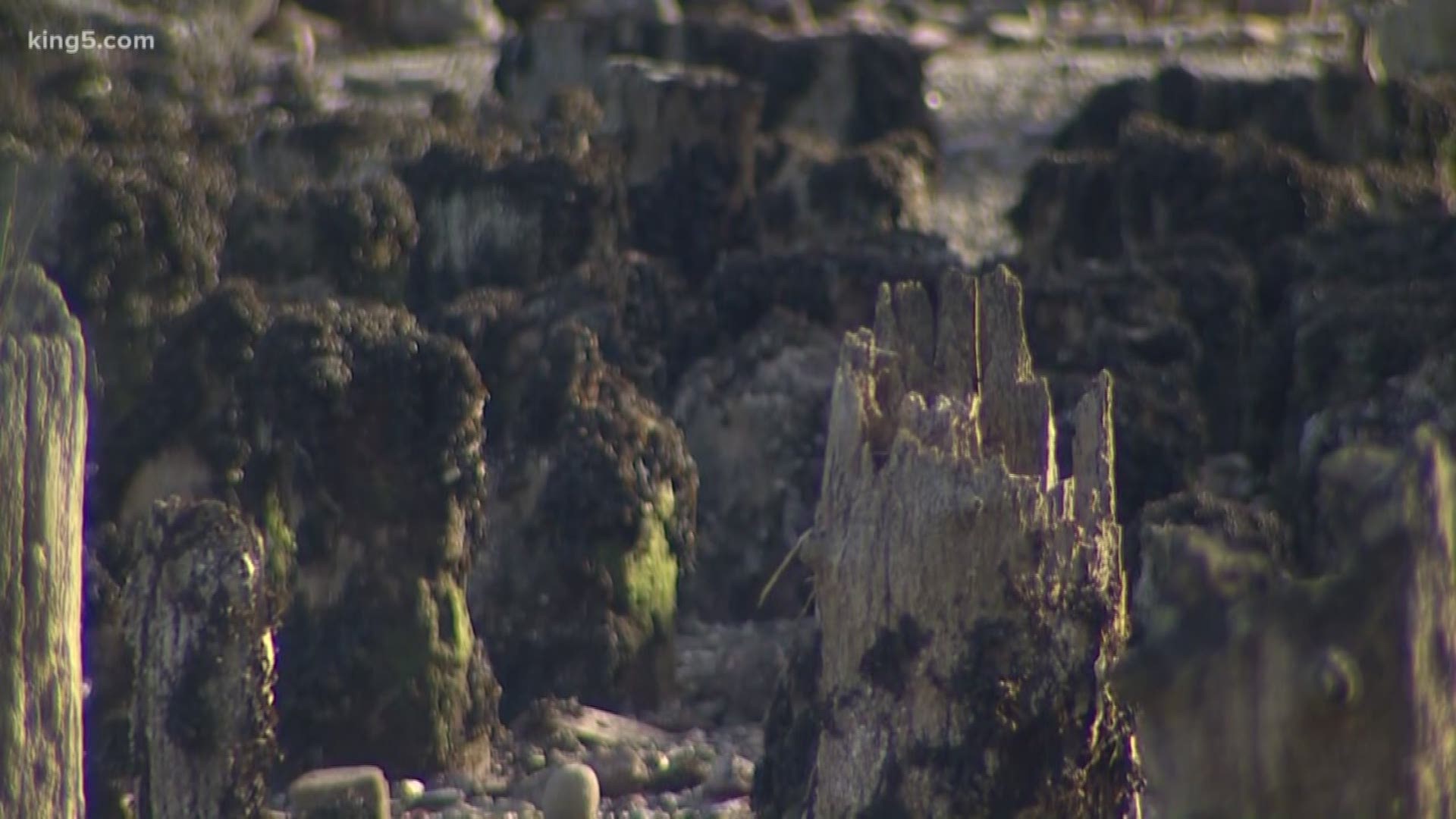 The department of ecology has collected soil samples at Blakely Harbor on Bainbridge Island and is considering an environmental clean-up operation there.  KING 5's Amy Moreno has the story of the cleanup and the harbor's history as a sawmill.