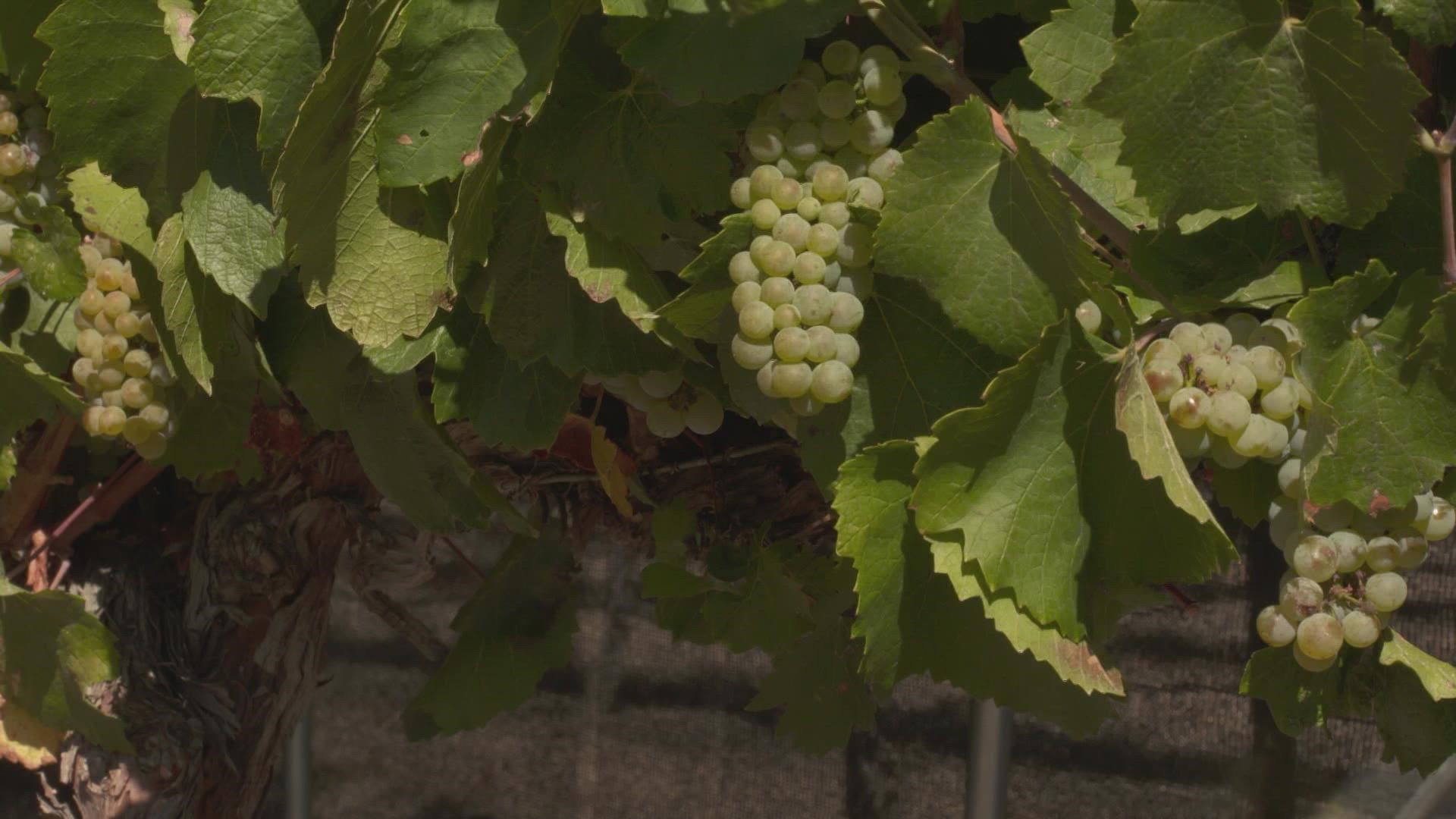 WSU researchers are studying how to combat the impact of wildfire smoke on wine grapes.