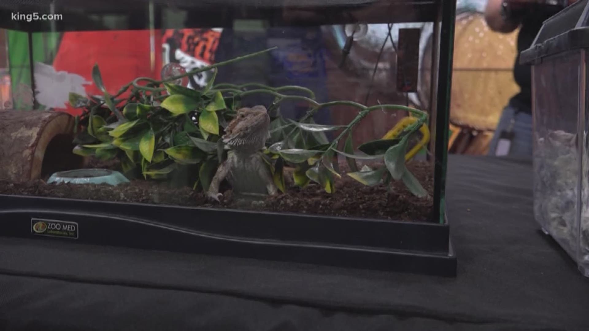 The Pacific Northwest Reptile and Exotic Animal Show brings hundreds of vendors and thousands of visitors together. #k5evening