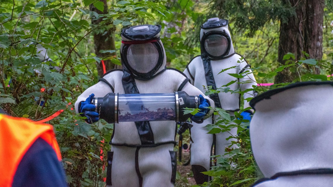 Eradicated Asian Giant Hornet Nest In Whatcom County 3 Times Larger Than One Found In 2020