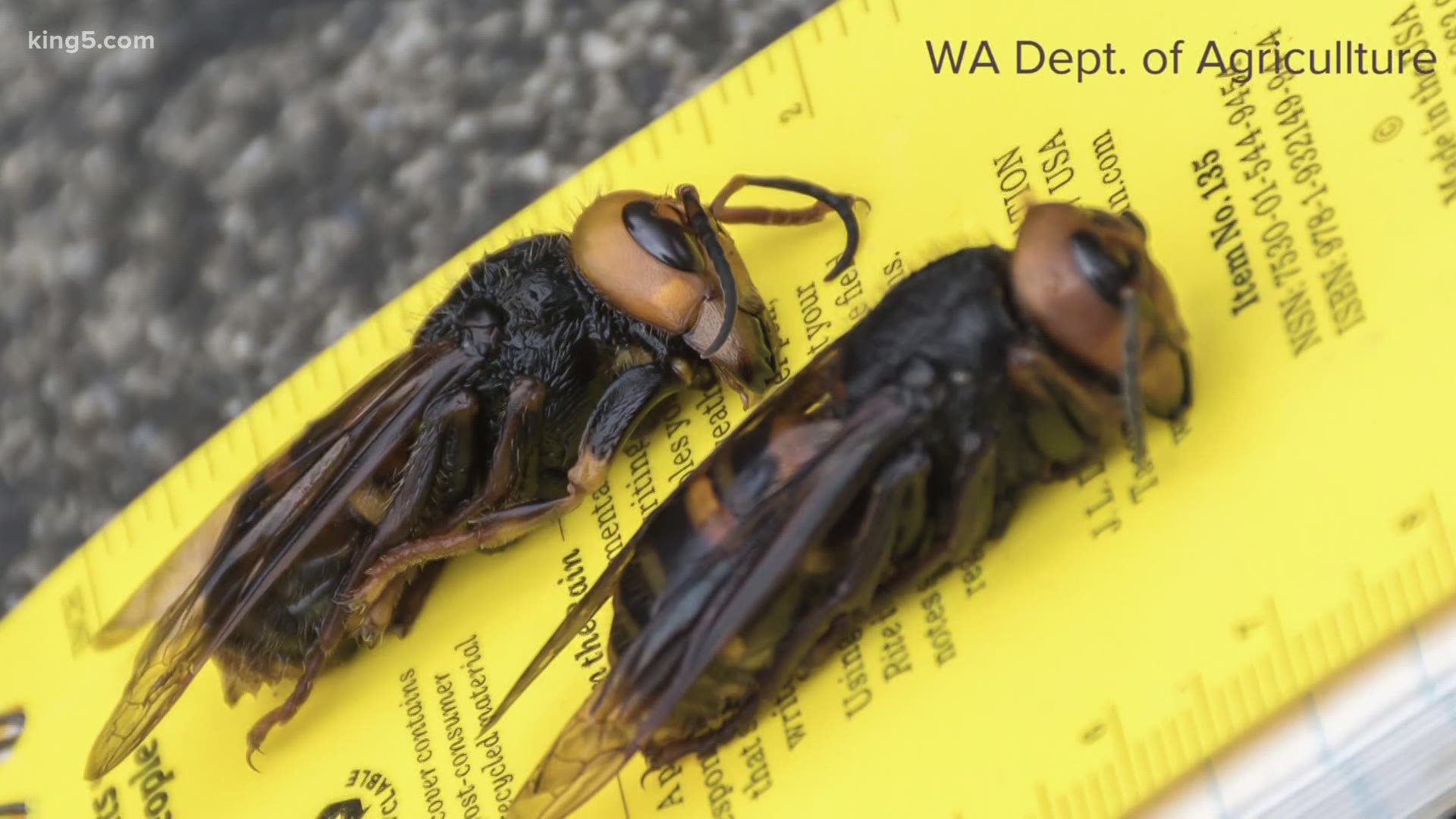Washington's last confirmed sighting of an Asian giant hornet was in Bellingham on June 11, 2020.