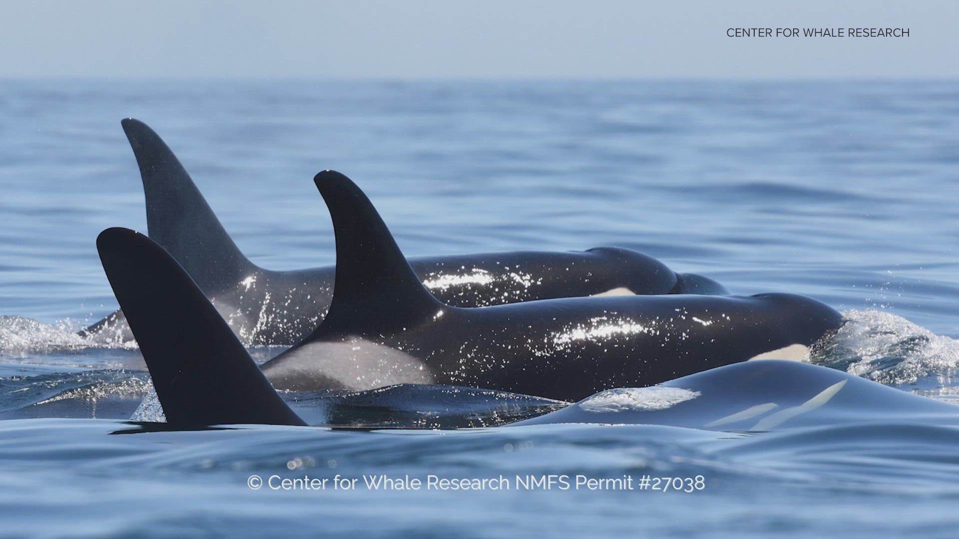 Southern Resident orcas mainly feast on Chum salmon in Puget Sound around fall and early winter, whale experts say.