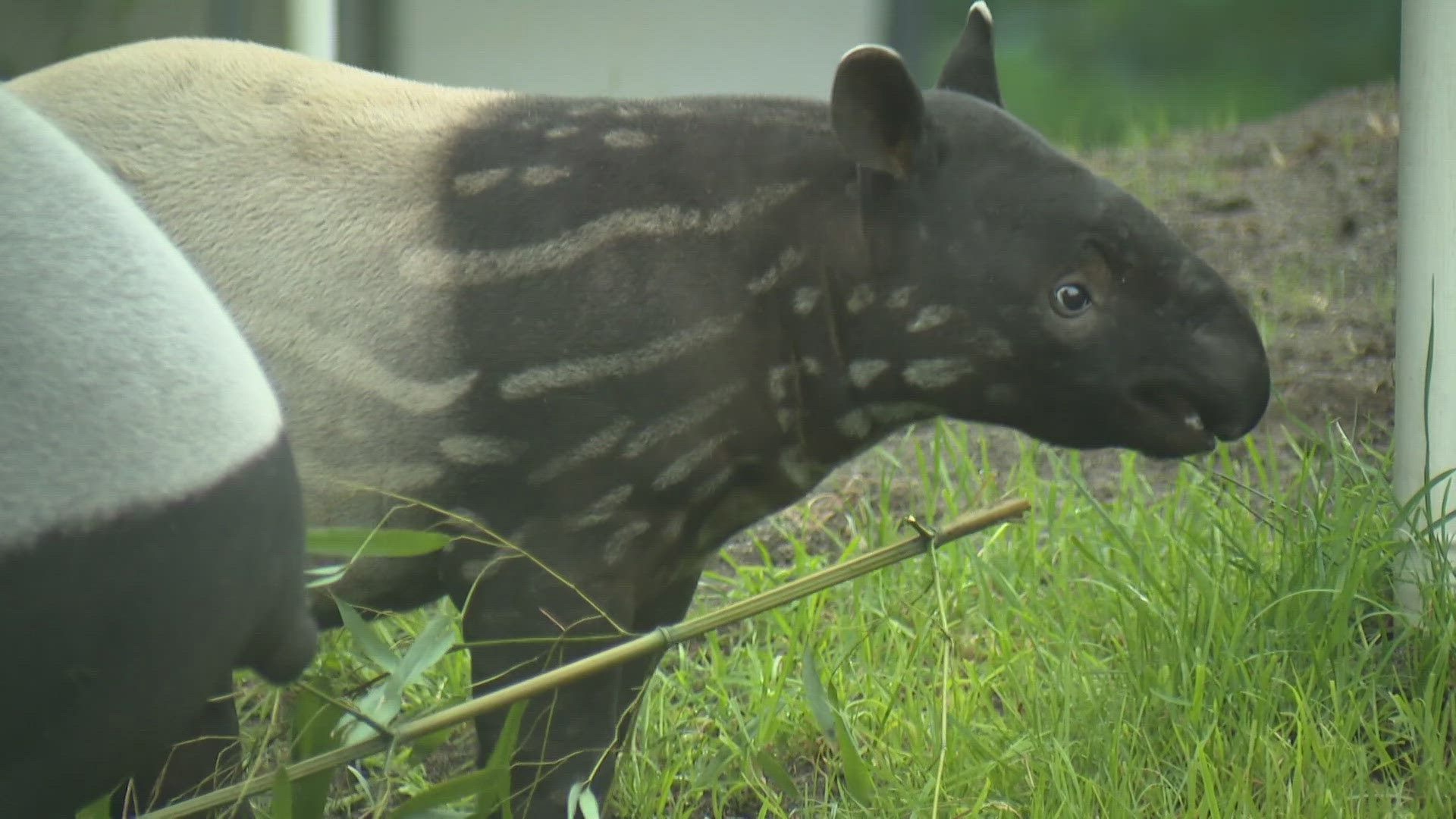 There are less than 50 Malayan tapirs in North America, and Ume is the second one born at the Tacoma zoo. 