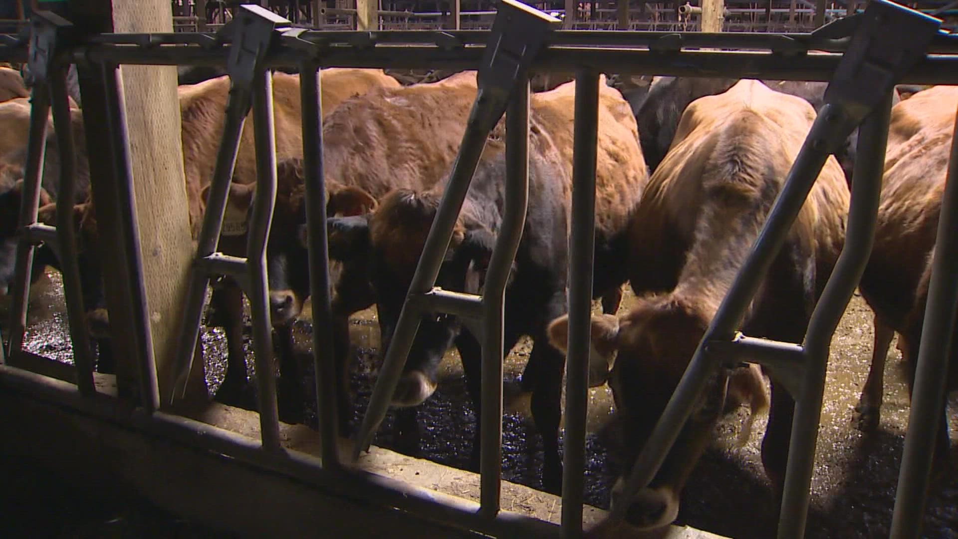 The Washington Dairy Federation said more than 100,000 cows are at risk of running short of feed due to the flooding.