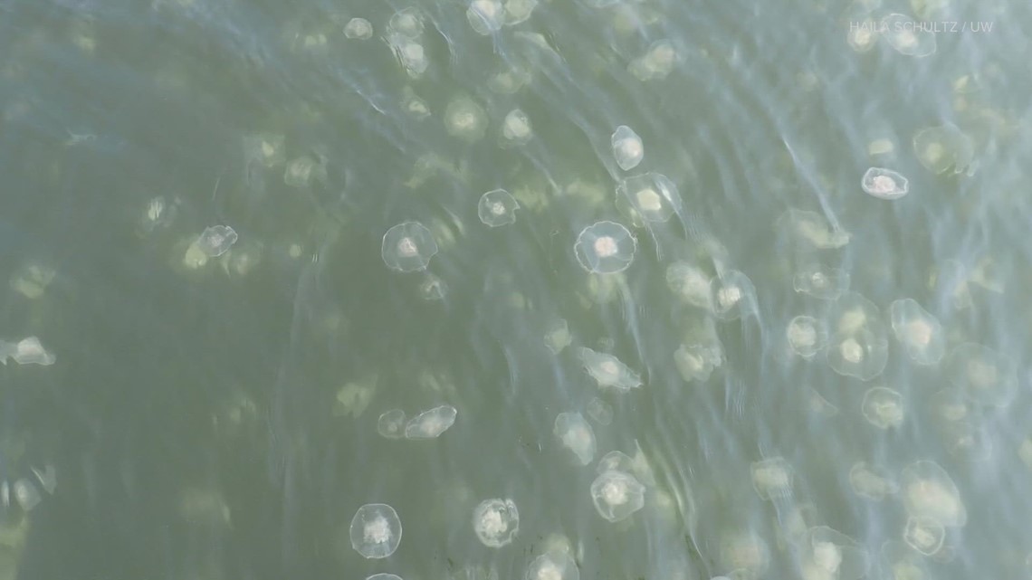 How jellyfish swarms could impact food chains in Puget Sound | king5.com