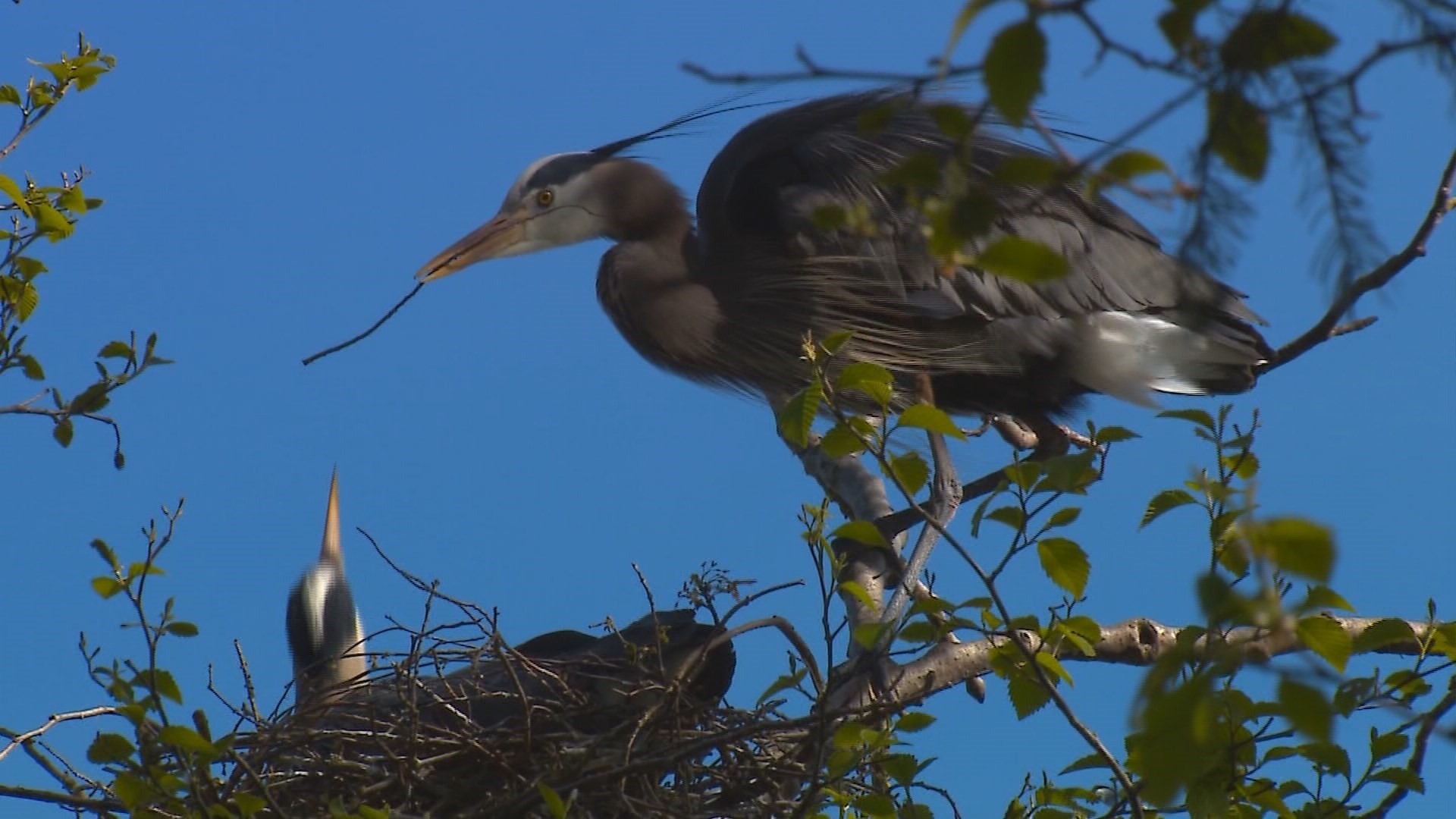 With six-foot wingspans, they weigh five pounds and are nothing but feathers and bones. #k5evening