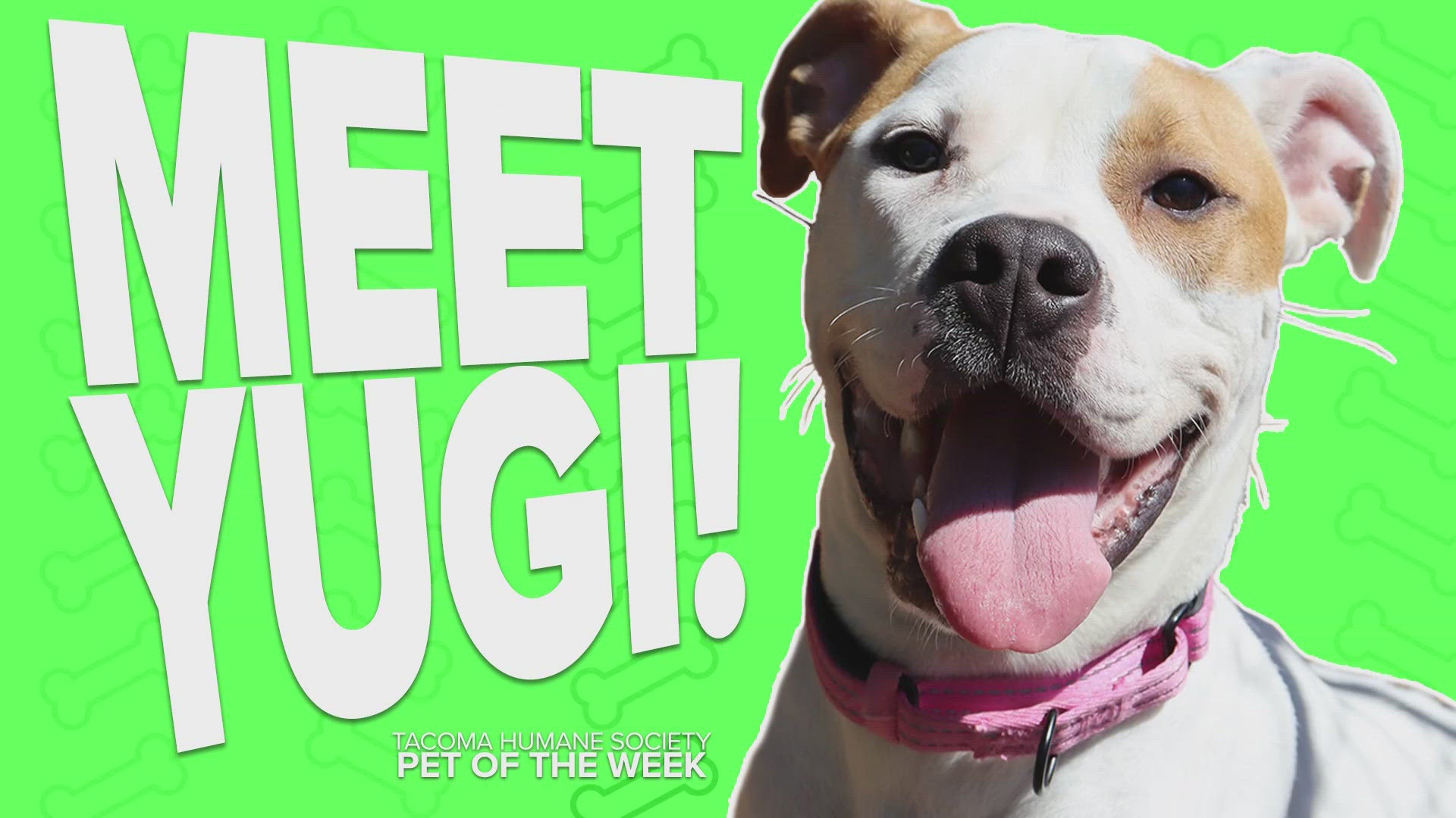 This week's featured adoptable pet is Yugi!