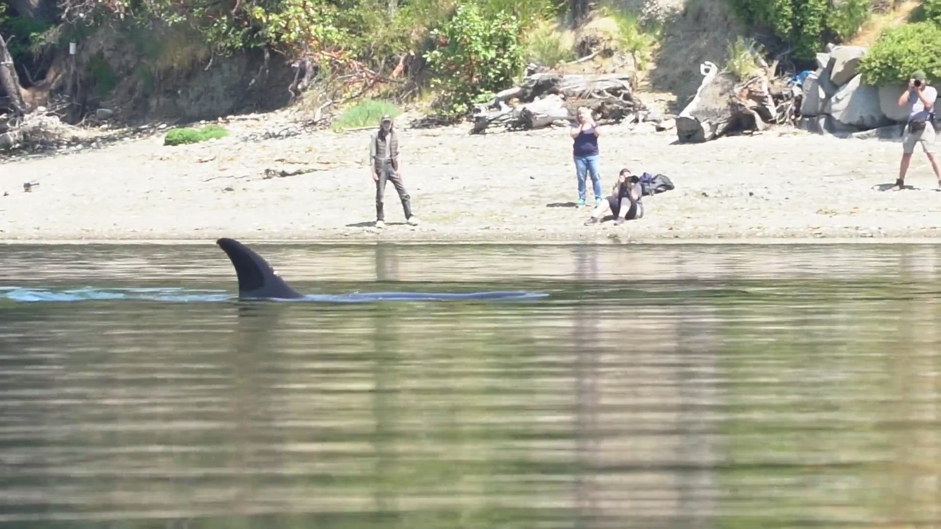 Video clips of orcas swimming in Shelton Washington via Hammersley Inlet.
Credit: Terrence Allison
