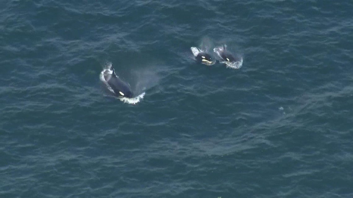 Southern Resident orcas spotted swimming in Puget Sound near Kingston