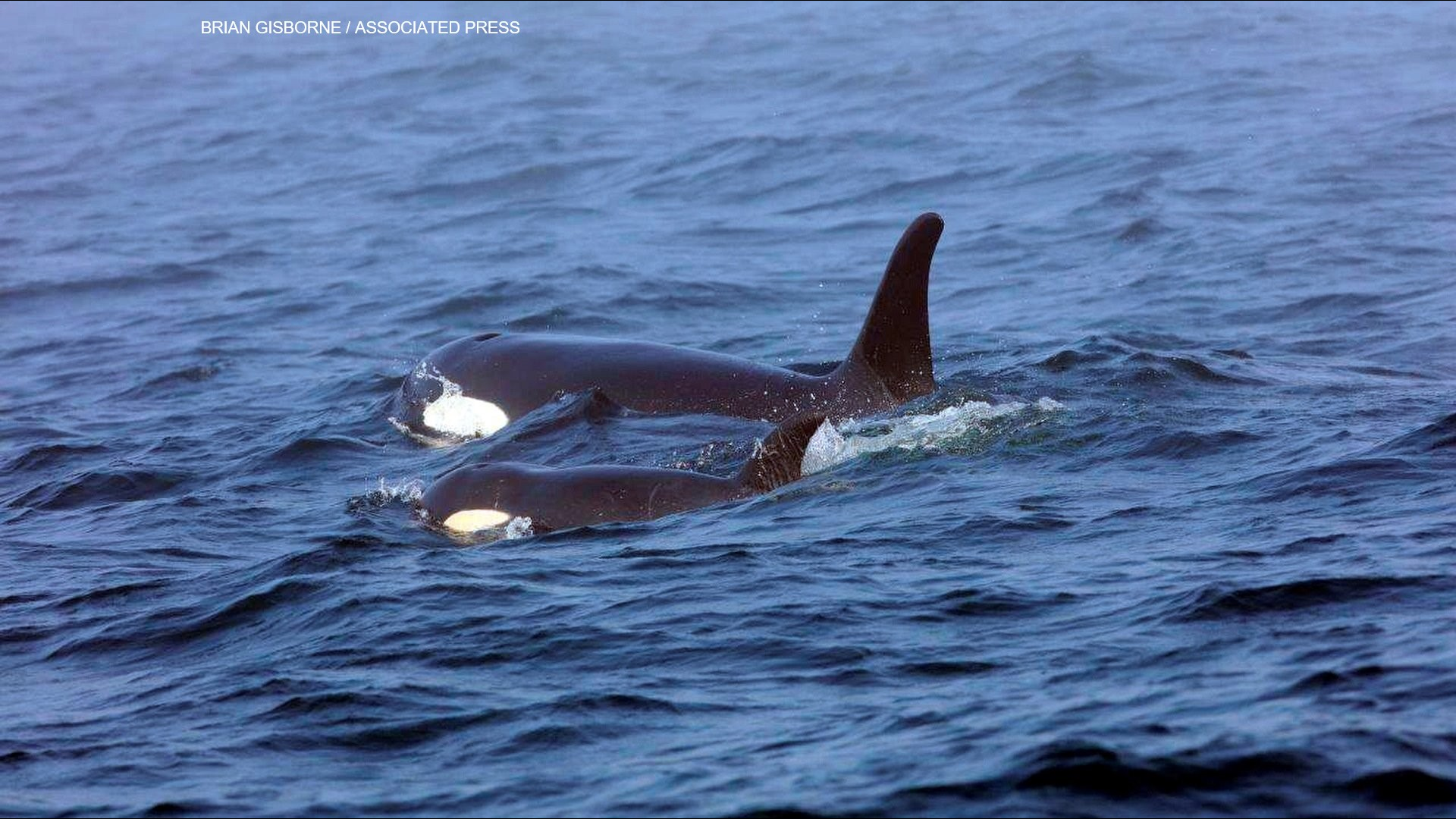 Three more Southern Resident killer whales were declared dead by the Center for Whale Research which brings their total population down to 73.