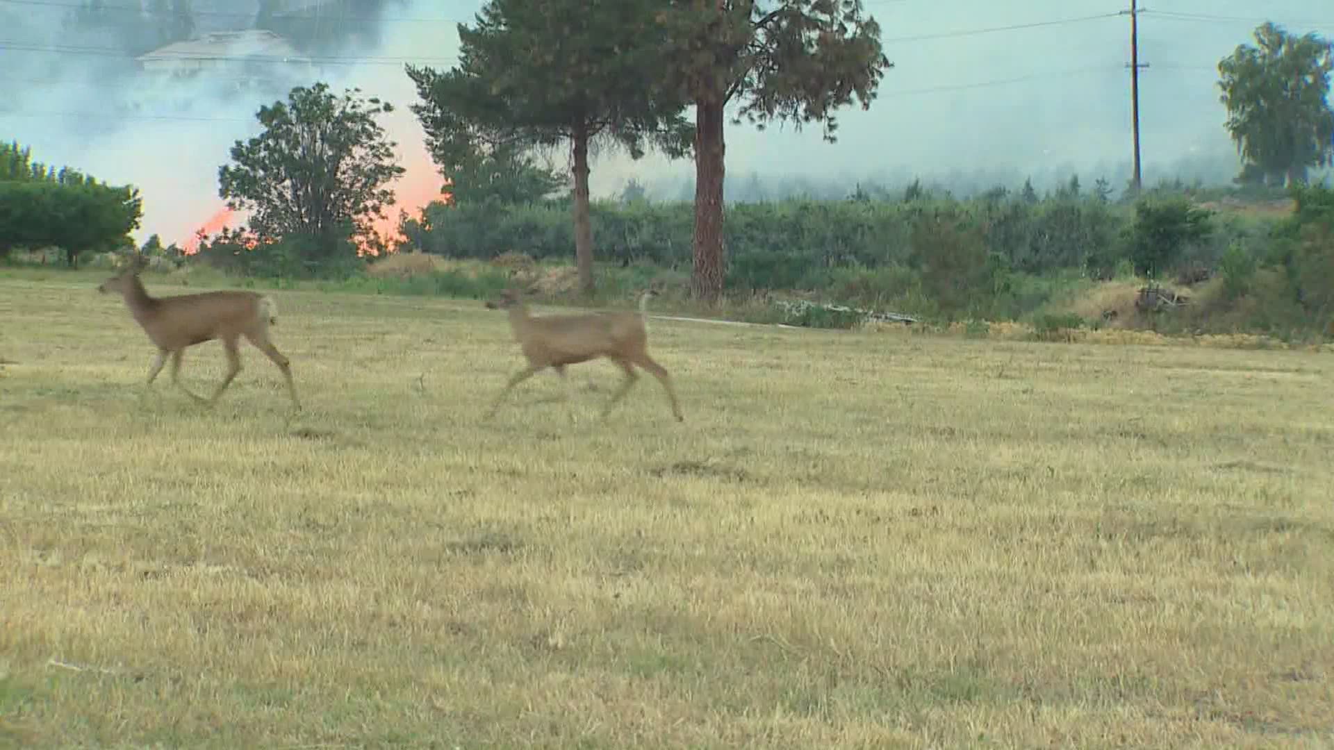 Fire investigators said the Red Apple Fire likely started in a woodpile but couldn’t say Thursday if the fire started as an illegal burn.