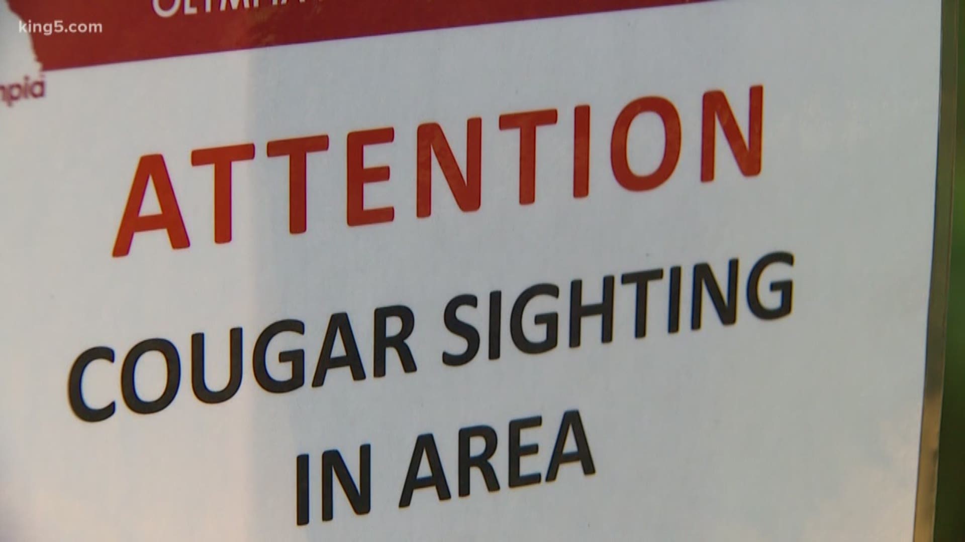 This is the second cougar sighting in Olympia in the last two weeks. The Washington State Department of Fish and Wildlife is working to confirm the sighting.