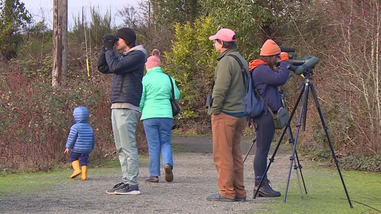 Snohomish County bird watchers prepare for Christmas Bird Count