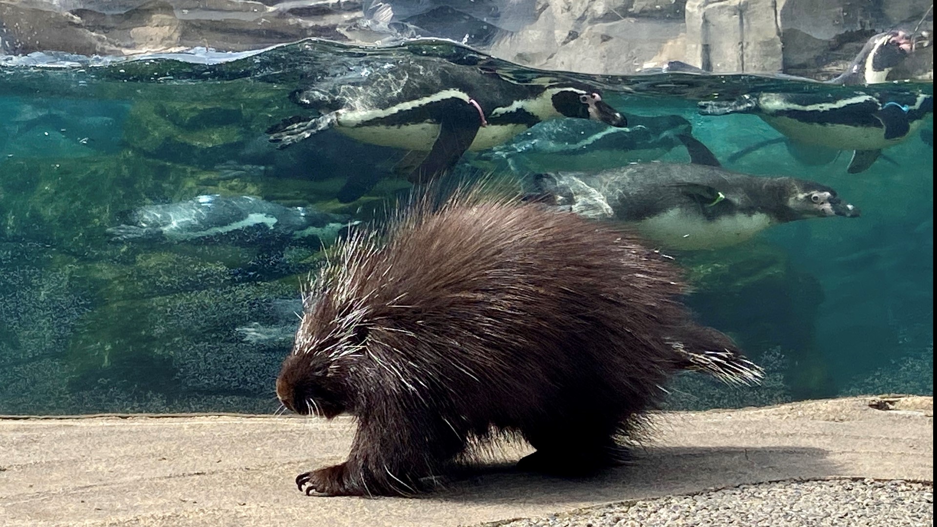 While the gates are closed, keepers are introducing "ambassador" animals to those in exhibits.