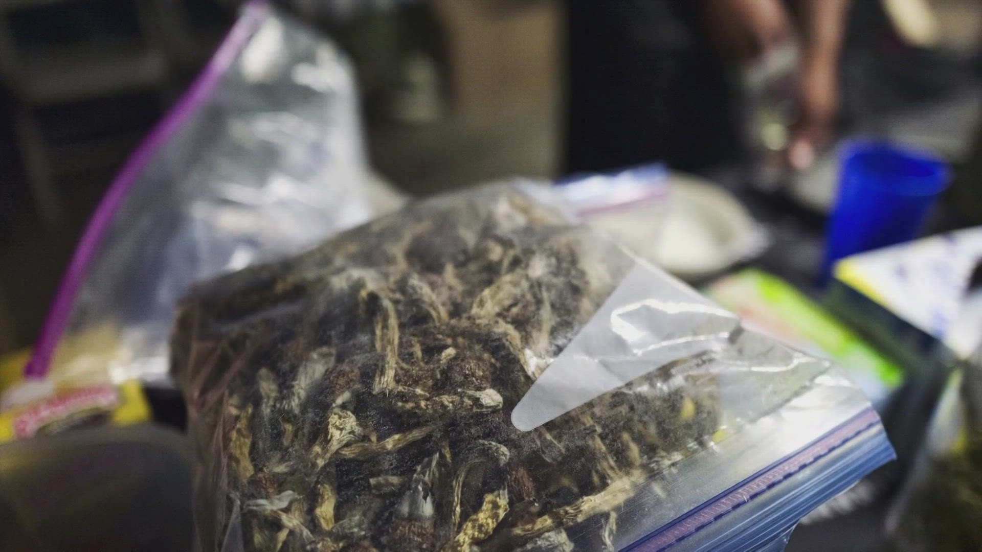 The Olympia City Council unanimously approved a resolution to effectively decriminalize plant-based hallucinogens, such as psilocybin mushrooms.