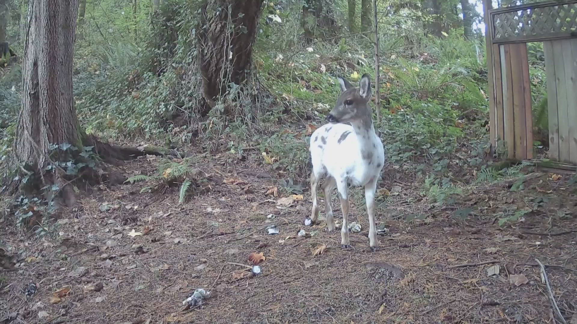Piebald deer seen in western Washington