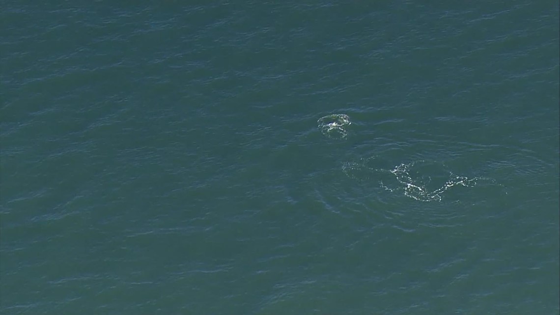 Aerials of orcas off south end of Whidbey Island