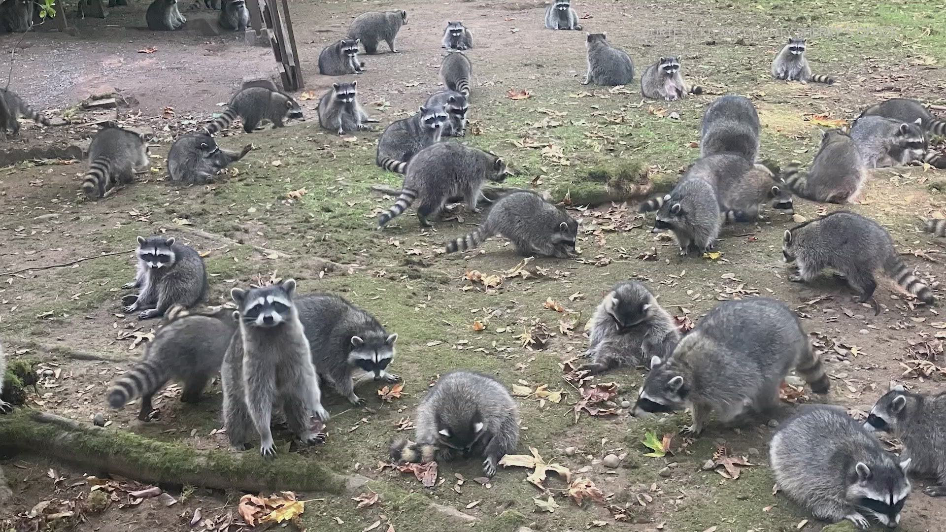 The woman told deputies she started feeding raccoons around her house about 35 years ago without any problems. Six weeks ago the population of raccoons "exploded."