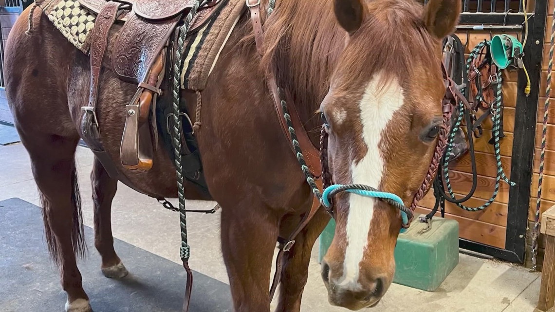 Former farm employee charged in April theft of Ruben the horse from Enumclaw barn