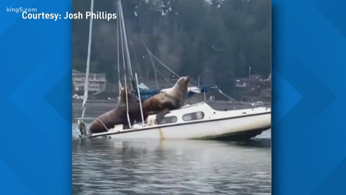Sea lions spotted on a boat in Olympia | king5.com