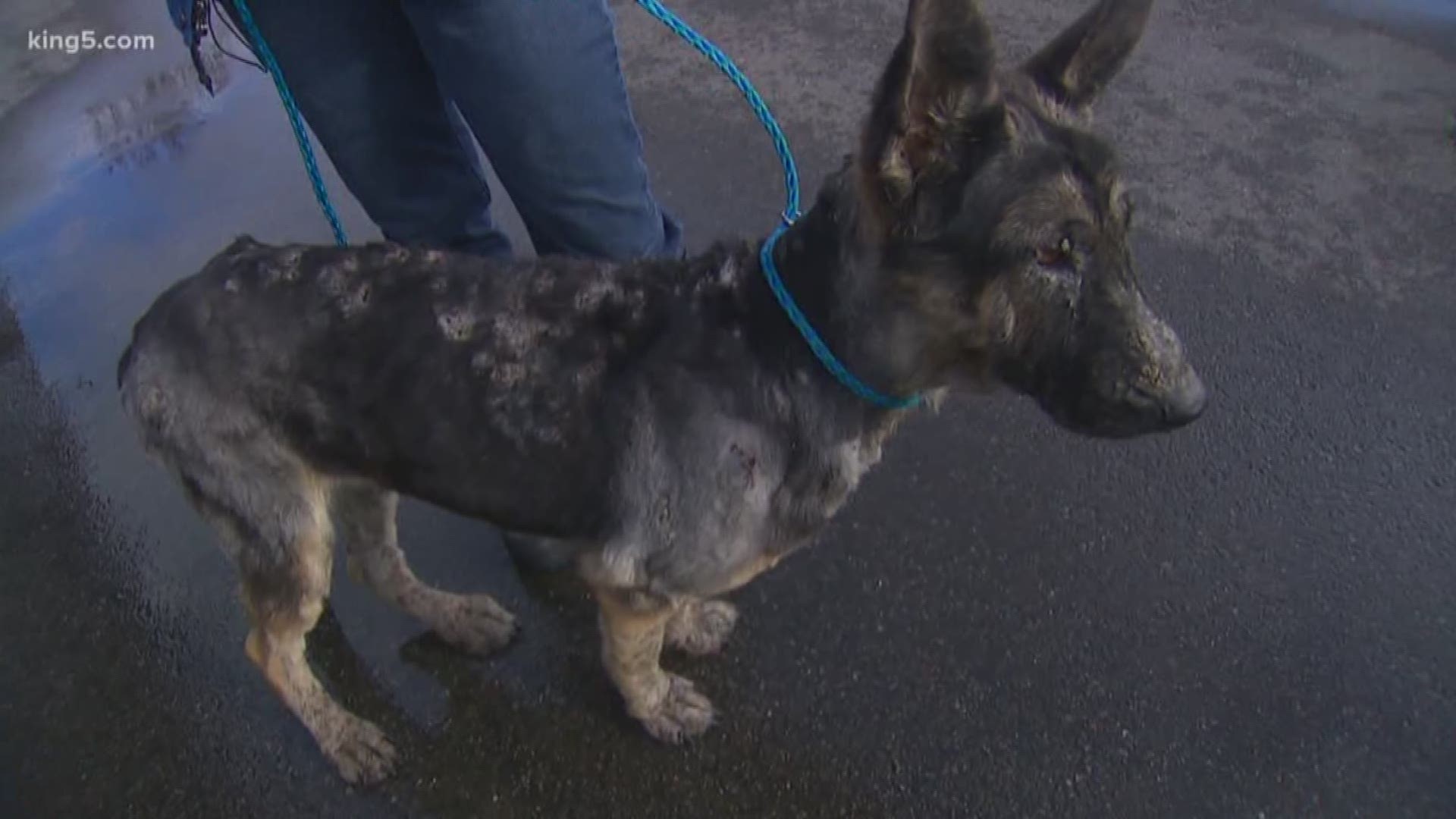 A Snohomish County Sheriff's Deputy discovered a dog in the middle of a snowstorm. Turns out the dog  had been missing since September.