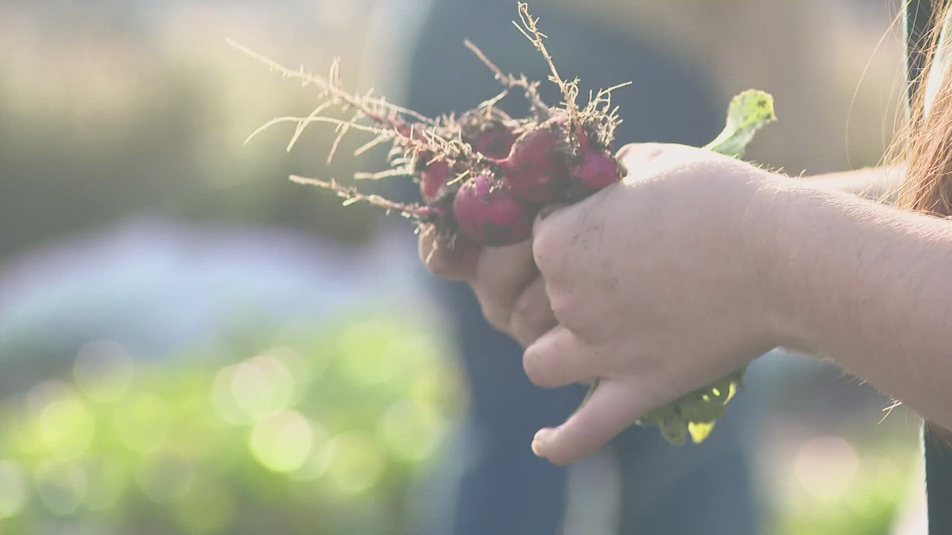 Nearing its 10th growing season - Elk Run Farm in Maple Valley aims to donate more than 12,000 pounds of culturally diverse produce to local food banks.