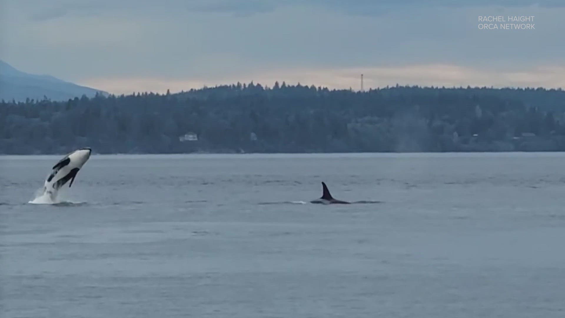 A member of the Orca Network calls the orcas' return "pure magic."