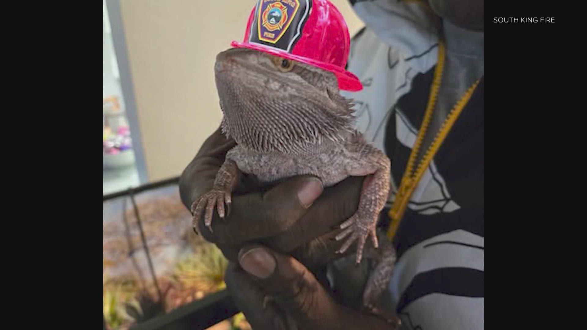 A bearded dragon named Spike is being hailed as a hero for waking up his owner to alert him of a house fire in King County