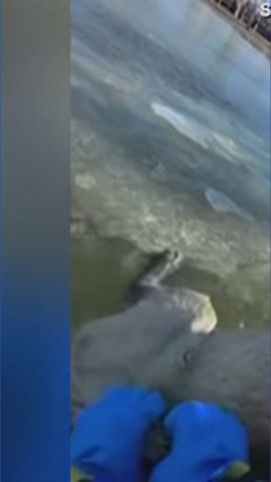 Dog rescued from frozen lake | king5.com