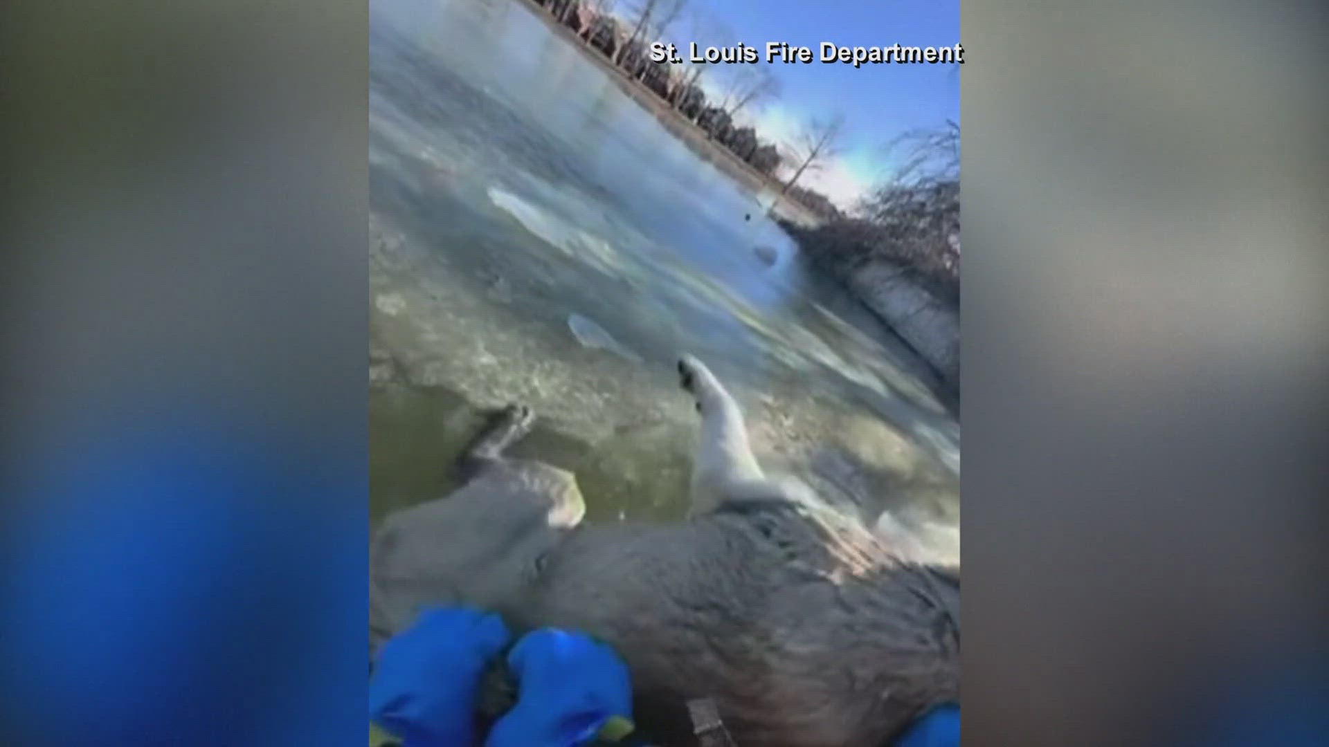 Dog rescued from frozen lake | king5.com