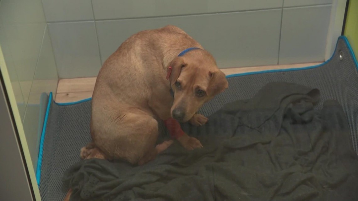 Friends from Edmonds head for Polish border to care for pets abandoned in Ukraine