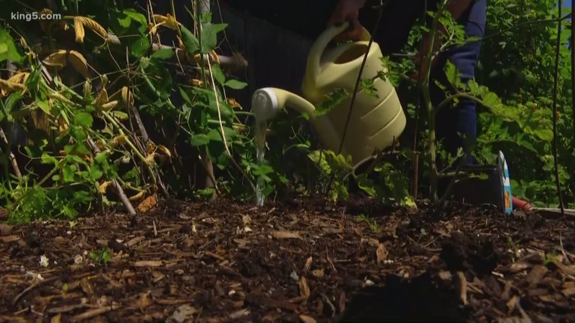 There's a lot to do at the Ballard P-Patch. The garden sits on a half-acre. It grows about 1,300 pounds of food for the Ballard Food Bank and provides space for 85 different gardens. KING 5's Kalie Greenberg reports.