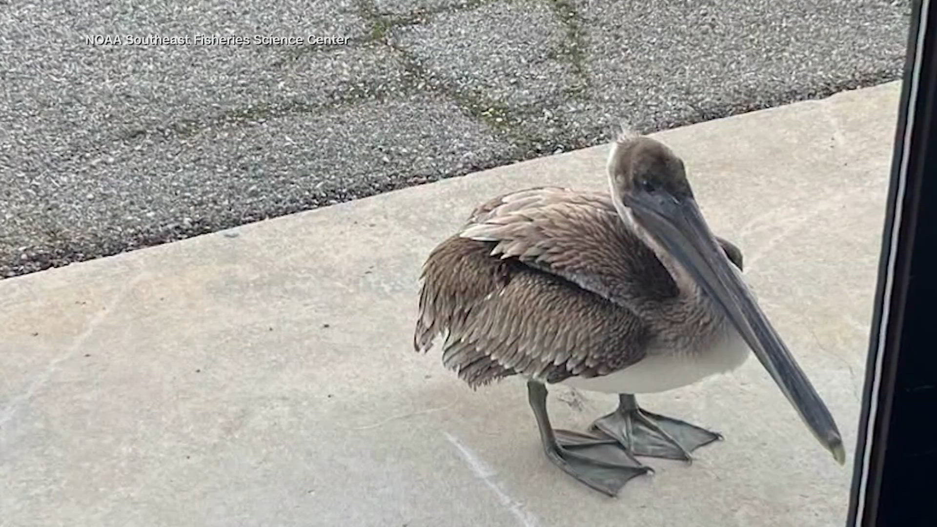 Pelican knocks on NOAA fishery office, looking for help | king5.com