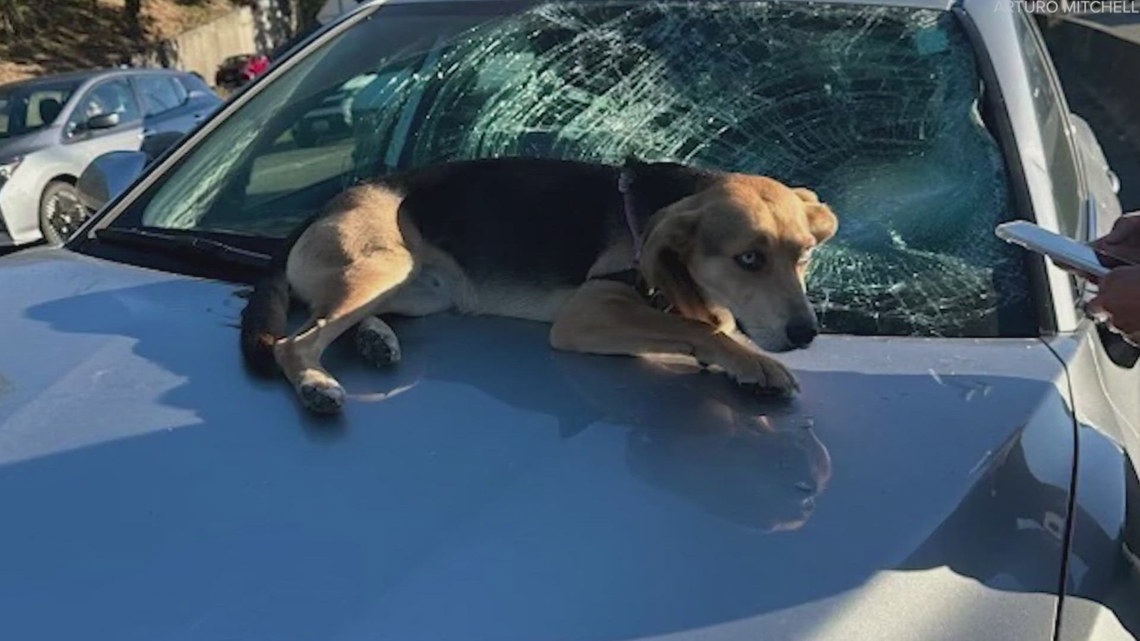 Skye’s close call: Dog falls onto moving car on I-5