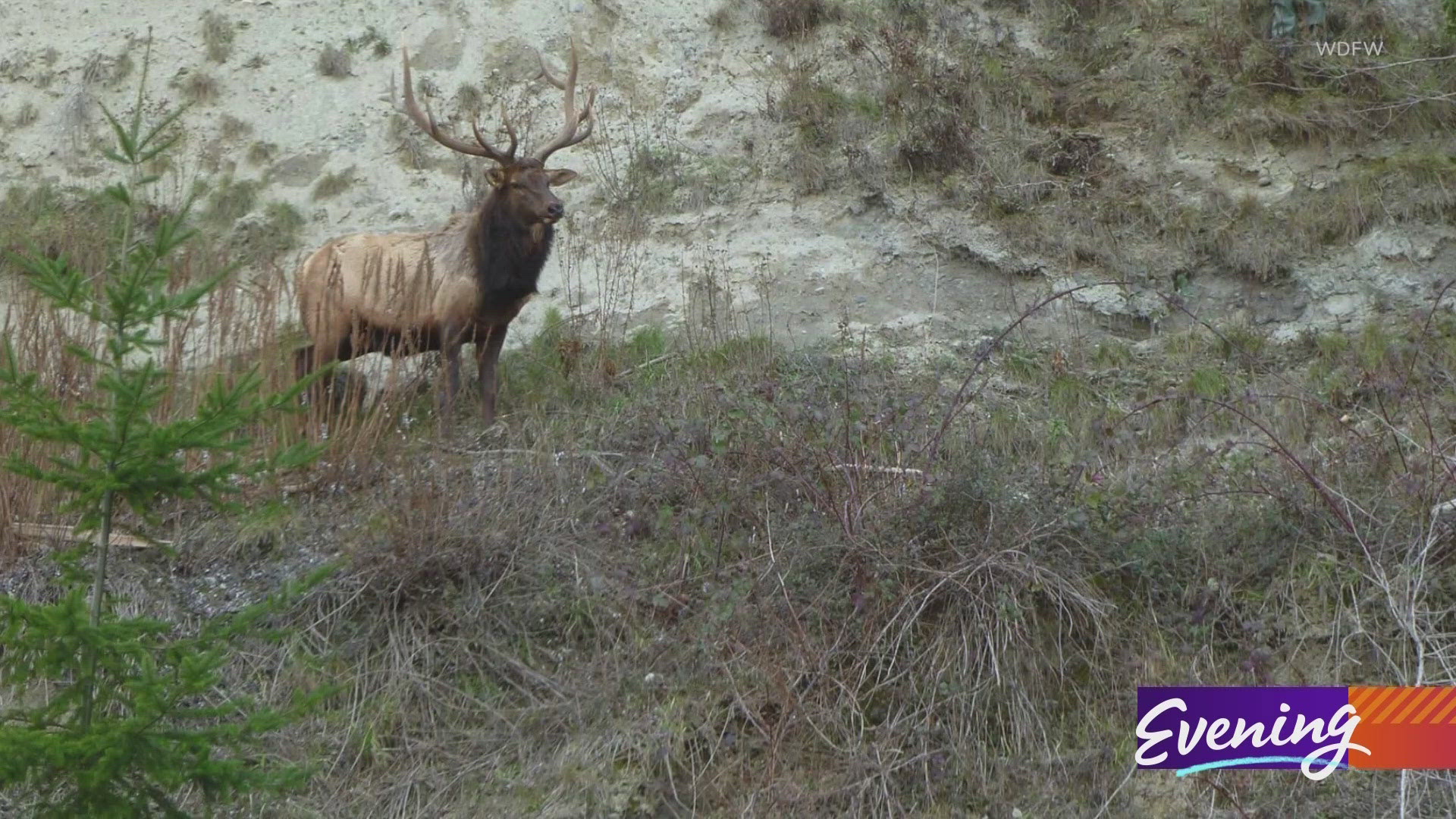 Whidbey Island's most famous resident is also the most lonely. #k5evening