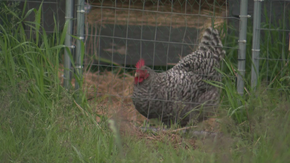 Pierce County animal sanctuary says cockfighting roosters set for rescue were shot to death instead - Vimarsana News