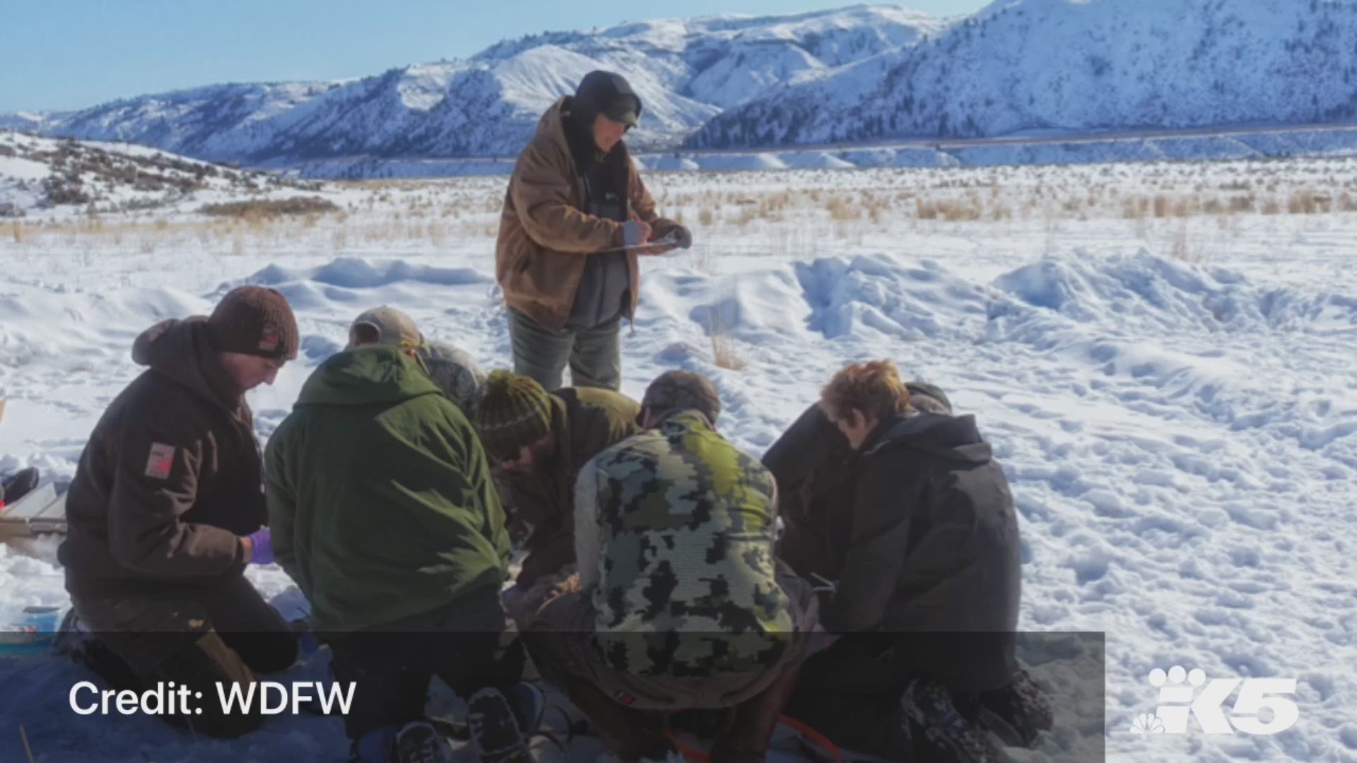 Nearly 30 bighorn sheep were captured February 21, 2019 for health checks and for some to be relocated to Utah.