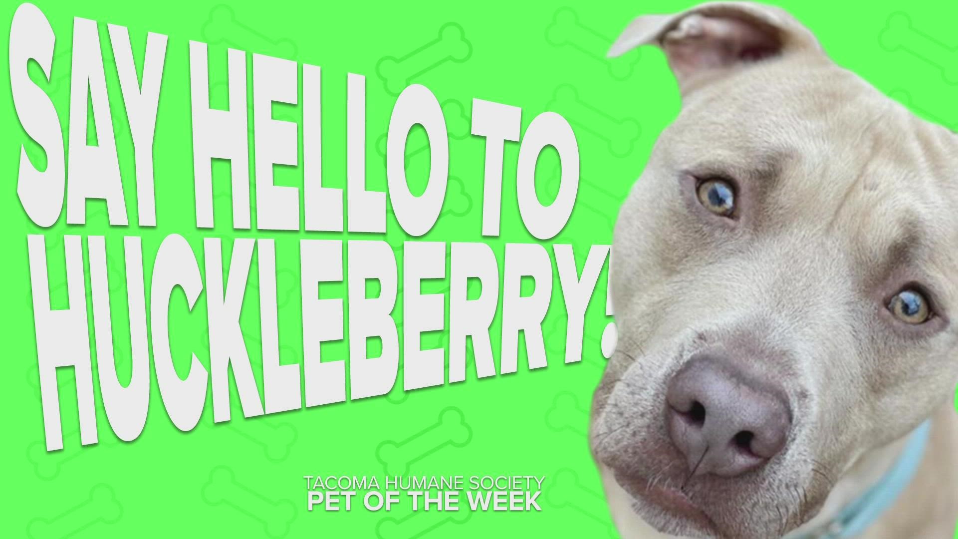 This week's featured adoptable pet is Huckleberry!