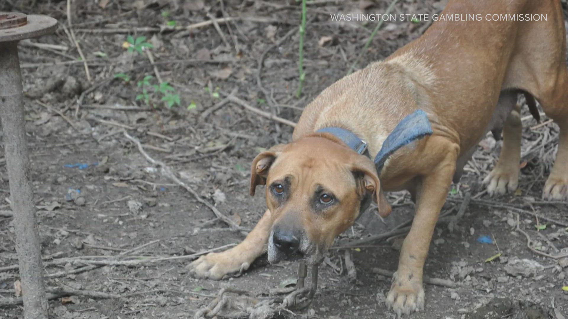 Prosecutors will be able to file felony charges for all involved animals in cruelty cases.