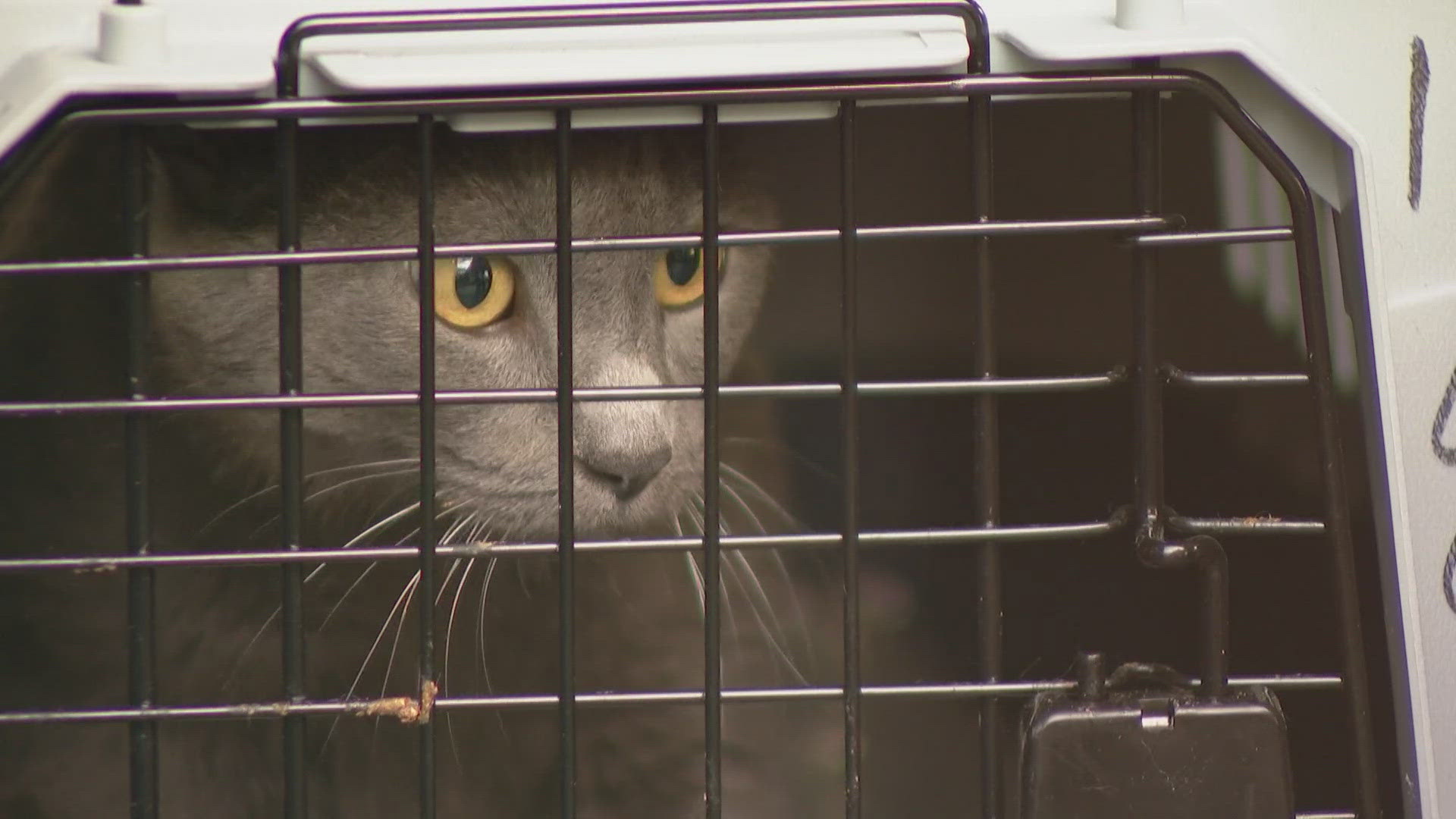 The NOAH Center took cats already in shelters, freeing up space for cats displaced by the recent storms.