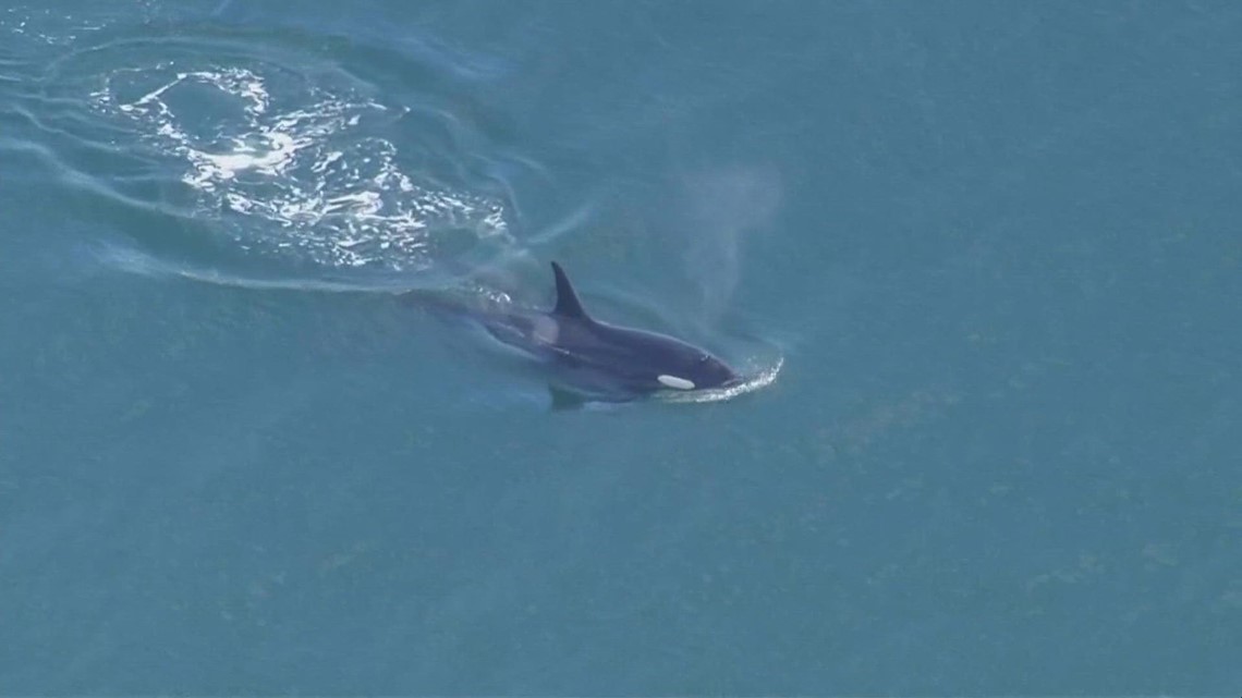 Orca super-pod sighting four days in a row