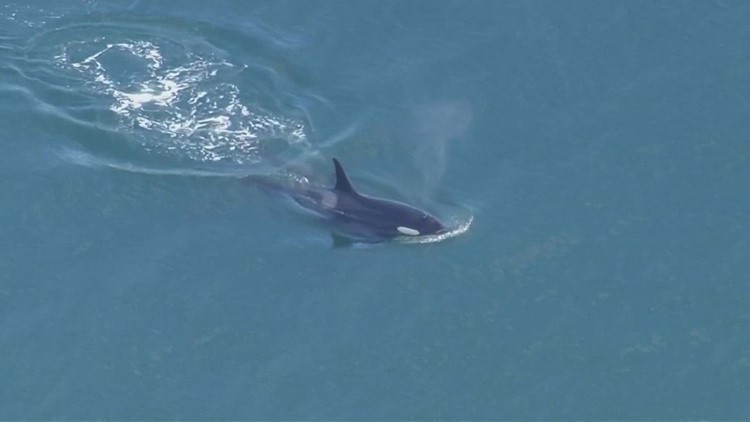 'Super pod' of orcas spotted four days in a row in western Washington