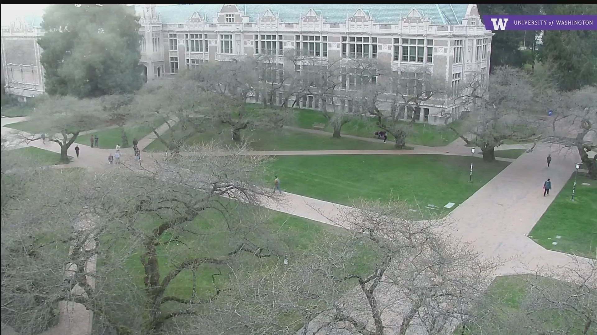 Cold weather delayed the blooming of the iconic cherry trees, but UW’s arborist said that they are on track to reach peak bloom at the beginning of April.