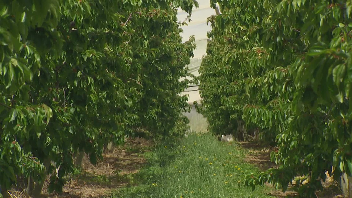 Cherry growers negatively impacted by cold pollinating season - Vimarsana News