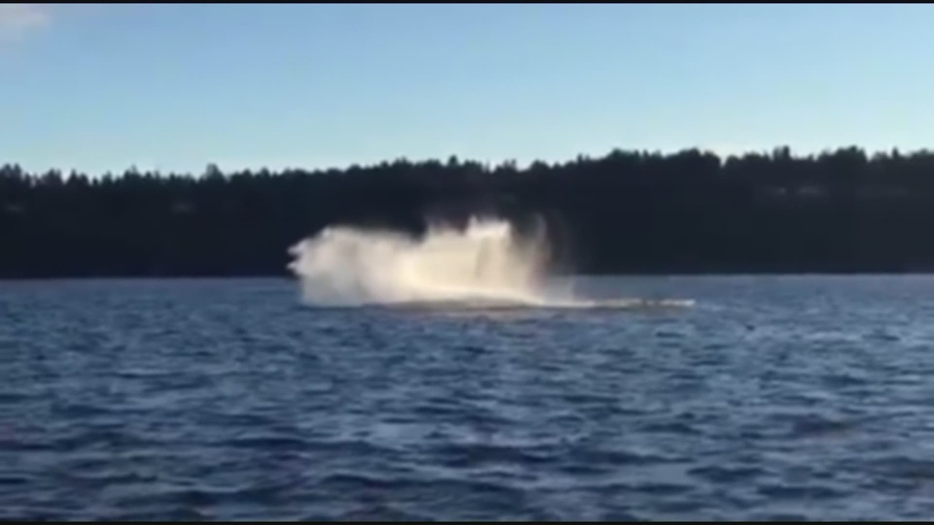 VIDEO: Whale breaching near Tacoma Narrows Bridge | king5.com