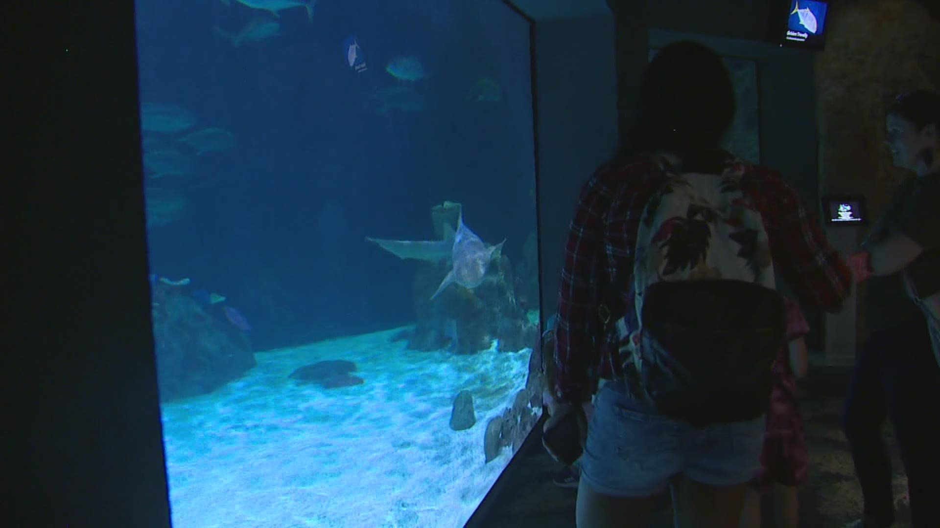 Now that Washington is open, workers at the Point Defiance Zoo and Aquarium hope to spread awareness about the need to protect marine life in Puget Sound.